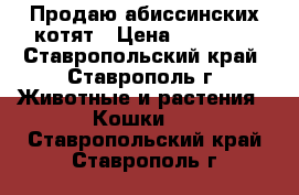 Продаю абиссинских котят › Цена ­ 13 000 - Ставропольский край, Ставрополь г. Животные и растения » Кошки   . Ставропольский край,Ставрополь г.